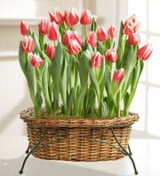 Tulip Bulb Garden
