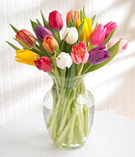 Tulip Rainbow 