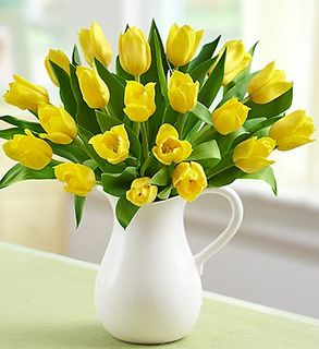 Tulips yellow
