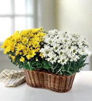 Two 6" Blooming Plants in a Basket