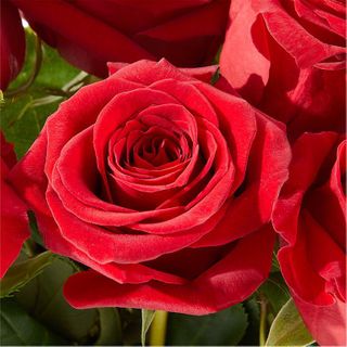  Dozen Premium Long Stem Red Roses wrapped