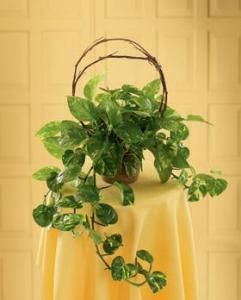 Under the Vine Planter 