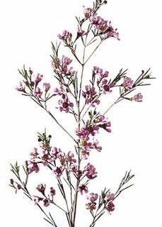 Waxflower 