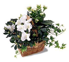 White Assortment Basket