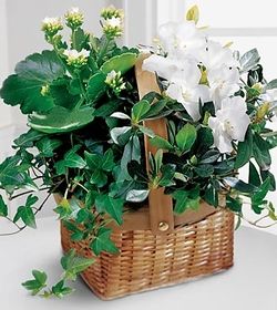 White Assortment Basket Dishgarden