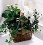 White Assortment Basket Plants White Assortment Basket Plants
