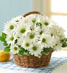 White Daisy Basket 