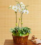 White Orchid arrangement Basket White Orchid arrangement Basket