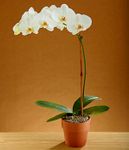 White Orchid White Orchid