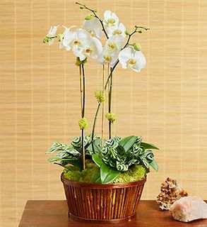 White Orchid arrangement Basket