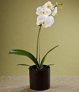 White Orchid 