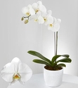 White Orchids