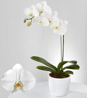 White Orchids