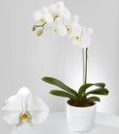 White Orchids