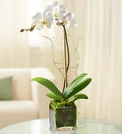 White Phalaenopsis Orchid White Phalaenopsis Orchid