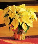 White poinsettia White poinsettia