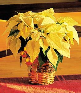 White poinsettia