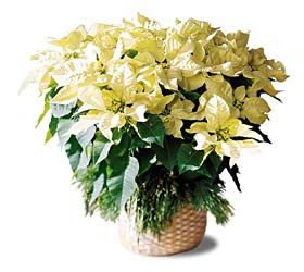 White Poinsettia Basket (Lg)8"