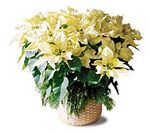 White Poinsettia Basket (Lg)8" White Poinsettia Basket (Lg)8"