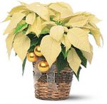 White Poinsettia small White Poinsettia small
