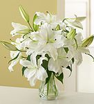 White Stargazer Lilies White Stargazer Lilies