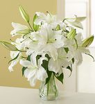 White Stargazer Lilies 