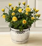 Yellow rose Yellow rose