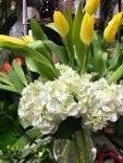 Yellow Tulip Arrangement 