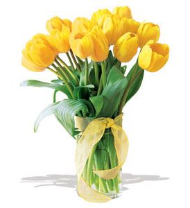 Yellow Tulips 