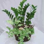 Zamioculcas-Zamiifolia Lucky Monney Plants regular size