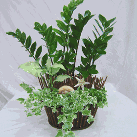 Zamioculcas-Zamiifolia Lucky Monney Plants regular size