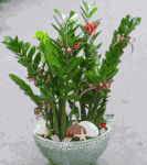 Zamioculcas-Lucky Plants small pot 