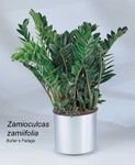Zamioculcas Zamiifolia "ZZ"10in pot plants 