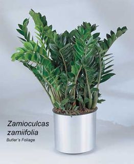Zamioculcas Zamiifolia "ZZ"10in pot plants 