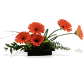 Zen Gerbera Bowl 