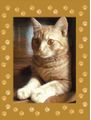 Photo Blanket Cat