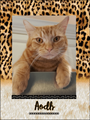Photo Throw Blanket Kitty