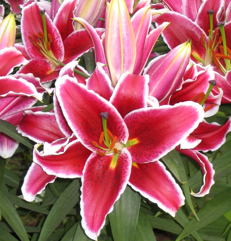 'After Eight' Dwarf Oriental Hybrid Lily Bulb
