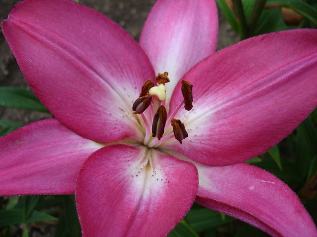 lily Skyscraper Lily Collection x 25 Bulbs 5 Each of 5 Varieties