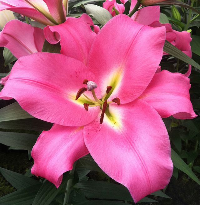 Avandrud' - Orienpet Hybrid Lily