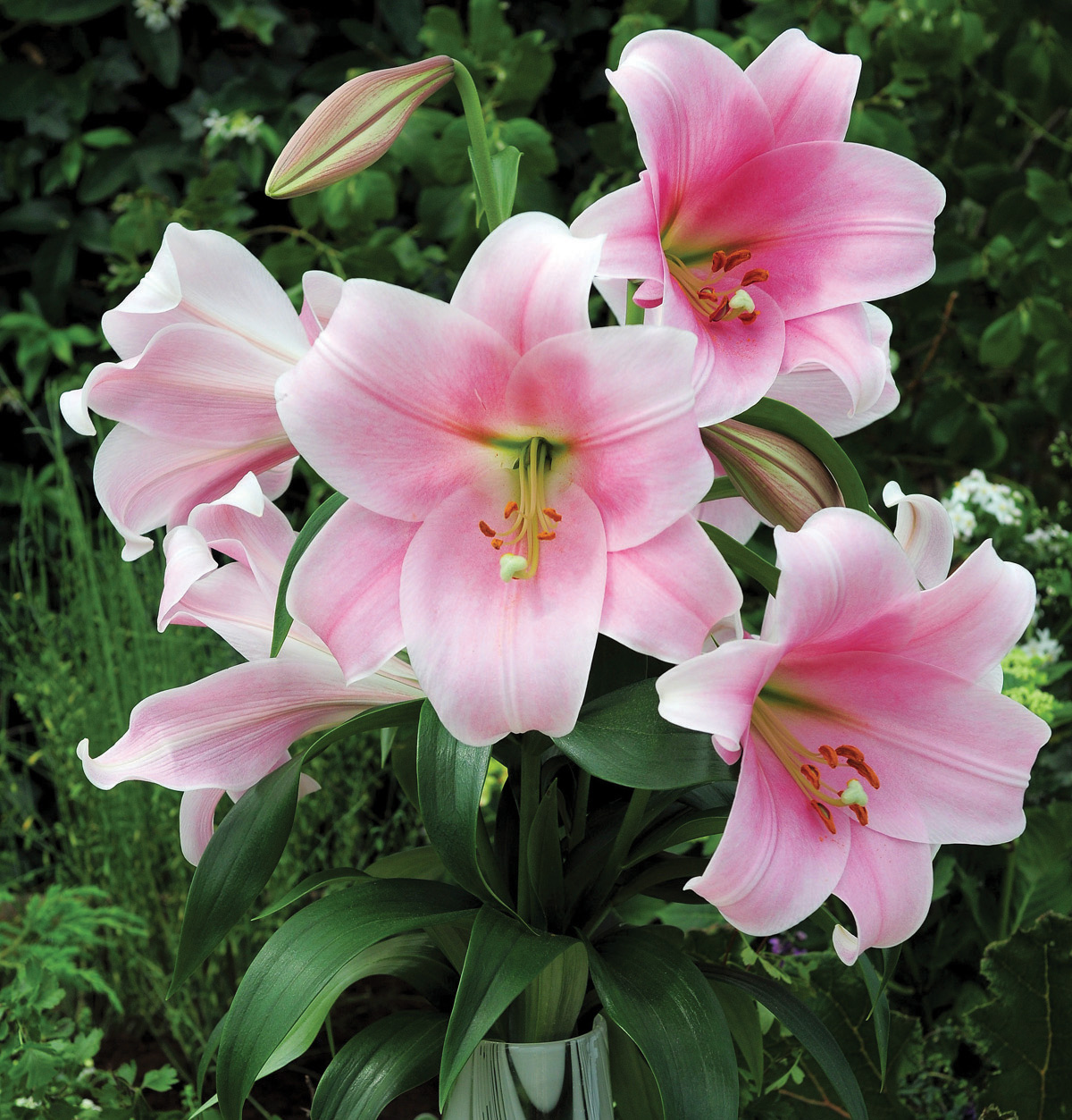 'Bell Song' (LO) Easter Lily x Oriental Hybrid