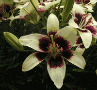 'Cappucino' (Asiatic Tango Lily)