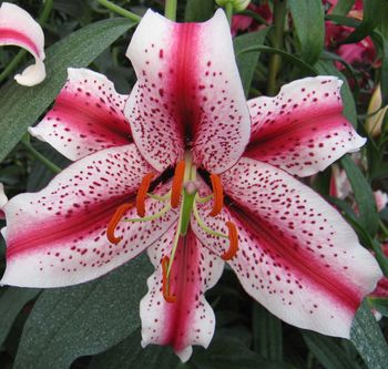 'Dizzy' - Oriental Lily Bulb