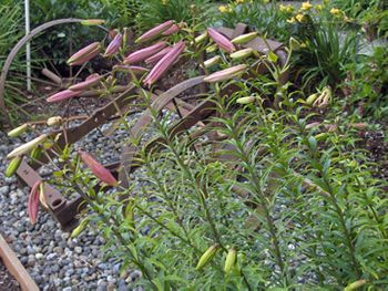 Early June - L. regale, nearly ready to open