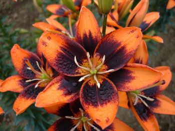 'Easy Salsa' - Asiatic Hybrid Lily