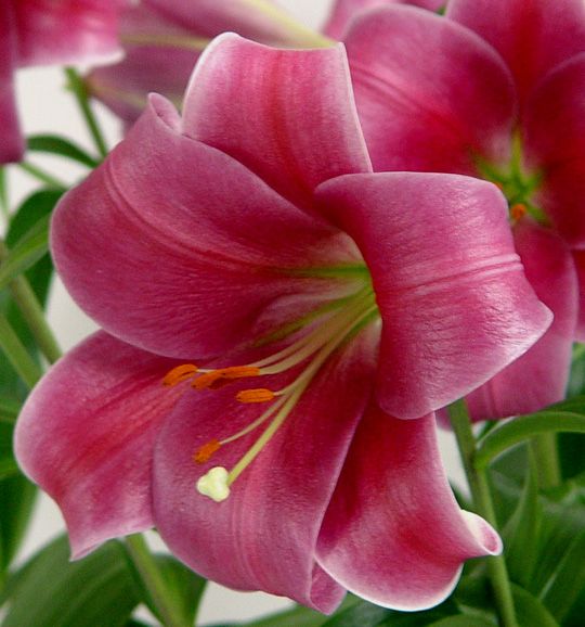Lily Amazon.com : Zephyranthes- Pink Rain Lily, 25 Bulbs. Now