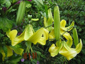 'Indian Summer ' - Orienpet Hybrid Lily Bulb