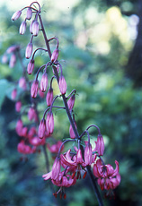 'L. martagon' - Species Lily Bulb