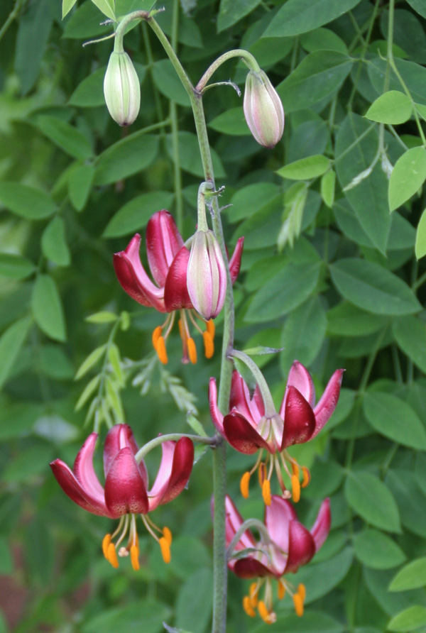 'L. martagon x Russian Morning'