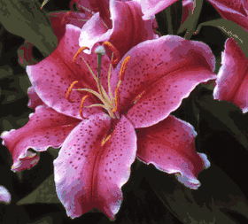 'La Mancha' - Oriental Hybrid Lily